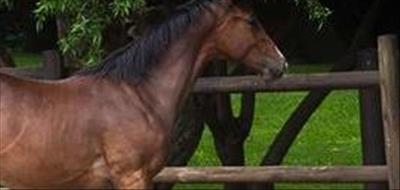 African horse sickness movement controls lifted 