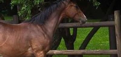 African horse sickness movement controls lifted 