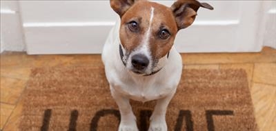 Renting with pets: Your rights