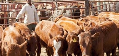 Annual Sneeuberg livestock auction