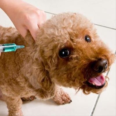 Rabies almost always fatal 
