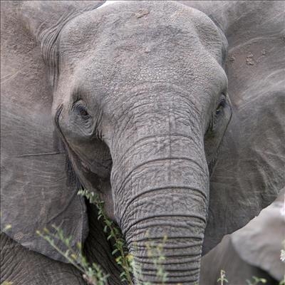 Man trampled by elephant in Kruger 