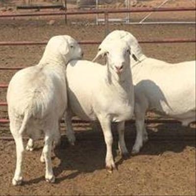 Know your sheep breeds