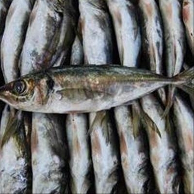Caution urged over horse mackerel quota