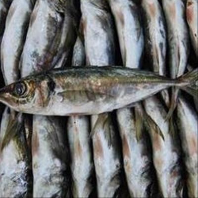 Caution urged over horse mackerel quota