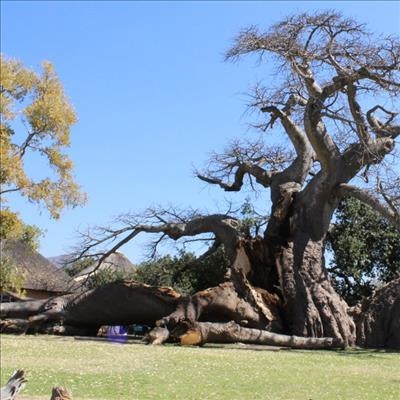 World famous giant Baobab splits