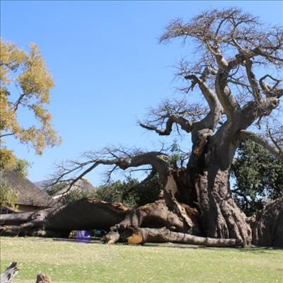 World famous giant Baobab splits