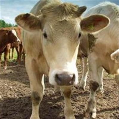Biotechnology could improve emerging farmers’ beef herds 