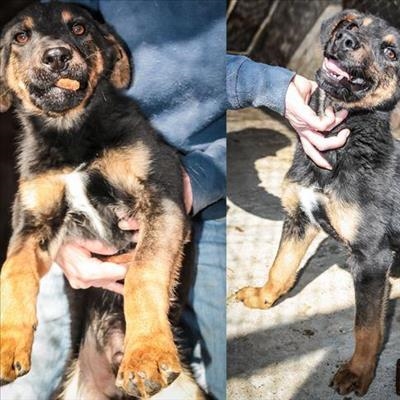 Up for adoption at the SPCA