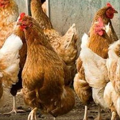 Sovereign evades questions on joint venture 