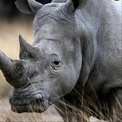 Minister calls for stringent measures to fight rhino poaching