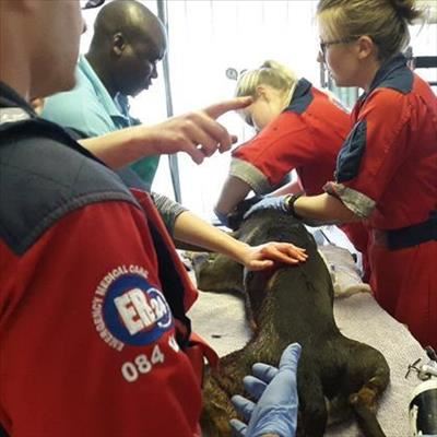 Dog stabbed during break-in 