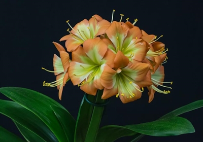 Clivias in full bloom