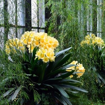Vrouelandbouvereniging leer oor clivias