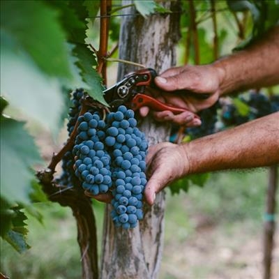 Stable outlook for table grape harvest