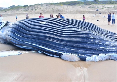 Humpback whale beaches near Glentana