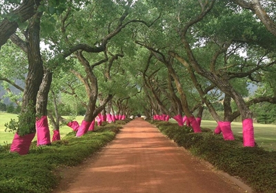 Seeing pink everywhere? Here's why