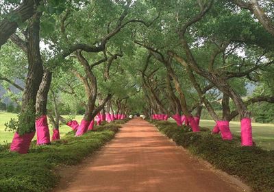 Seeing pink everywhere? Here's why
