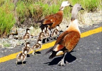 If it looks like a duck, and walks like a duck, it is a duck