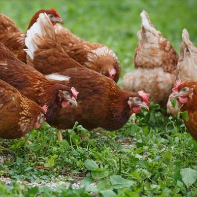 Vaccines: used to curb avian flu?