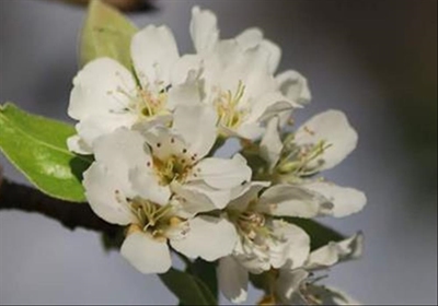 Pear blossoms do not disappoint