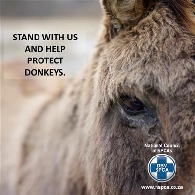 Beware of illegal donkey traders