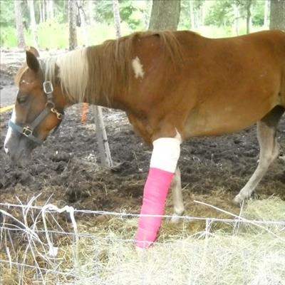 Helping a horse recover from injury