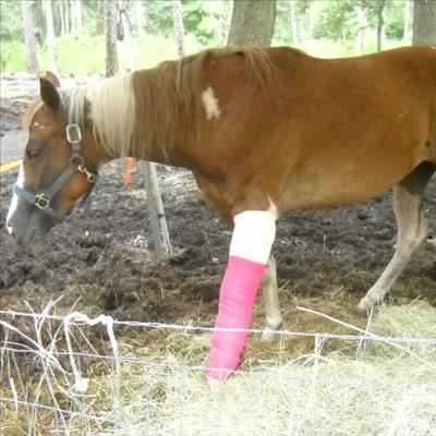 Helping a horse recover from injury