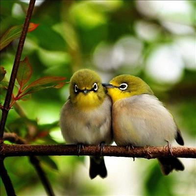 Create a bird-friendly garden