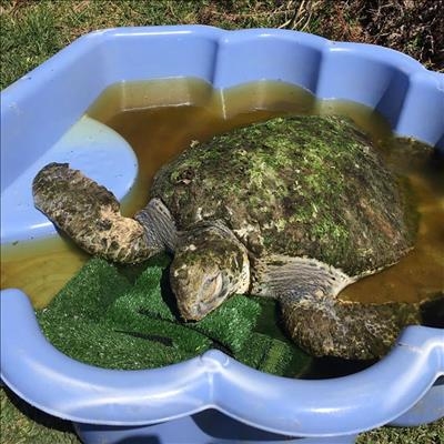 Rare turtle flown to Cape Town