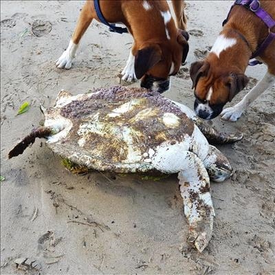 Rare turtle flown to Cape Town