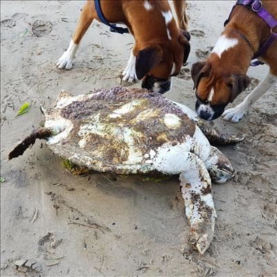 Rare turtle flown to Cape Town