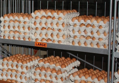 Garden Route bird flu-free