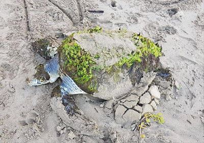 Endangered turtle 'recovering well'