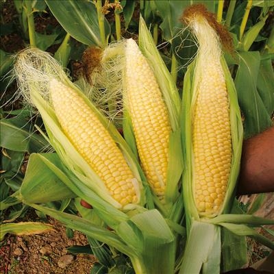 The beginning of the end of "big food"
