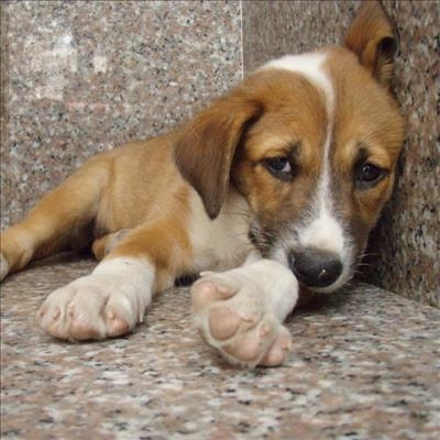 No animal pound for Inxuba Yethemba 