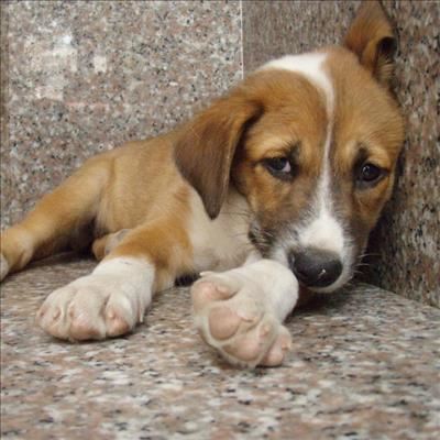 No animal pound for Inxuba Yethemba 