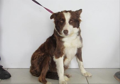 Another dog abandoned on roadside