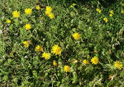 'Don't mow down the wild flowers'