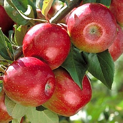 Ceres farmer achieves best-ever harvest