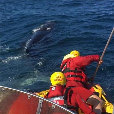 Local NSRI help detangle whale