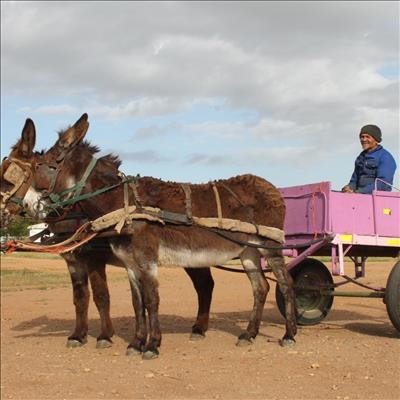 O, die donkie…