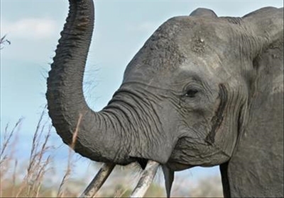 Elephant park owner trusts justice