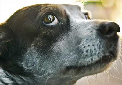 Hoe kon ek verhoed dat my hond byt?