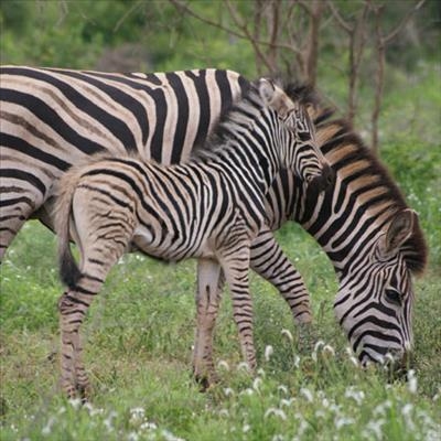 Summer births aplenty at Zoological Gardens