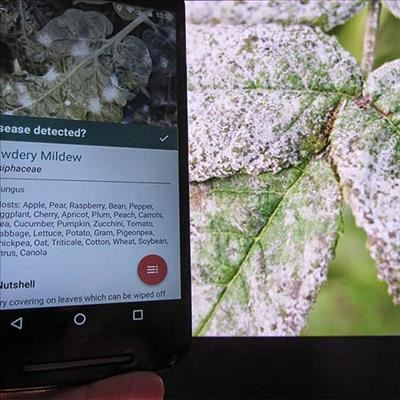 Disease identification app to boost food security