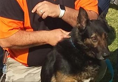 Blackie's training on track, says handler