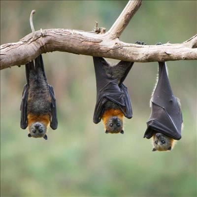 Going batty over poop
