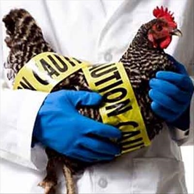 Bird flu's impact on economy