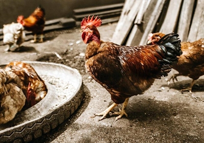 Bird flu hits chicken layer flock